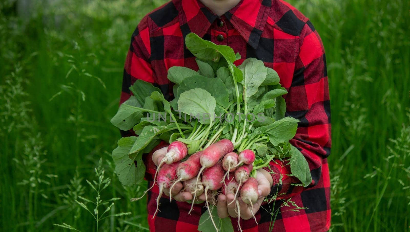 the boy is holding a bunch of freshly picked radishes. selective focus