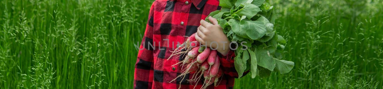 the boy is holding a bunch of freshly picked radishes. selective focus
