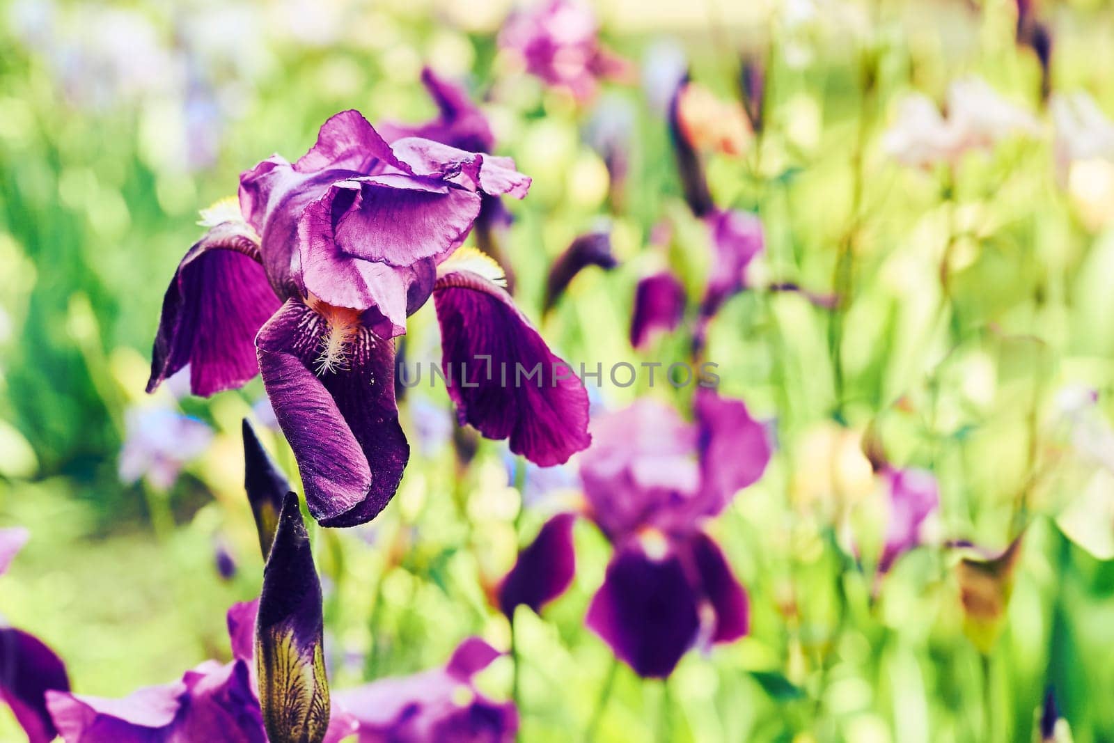 Charming delicate pink purple iris flower variety Hi love garden by jovani68