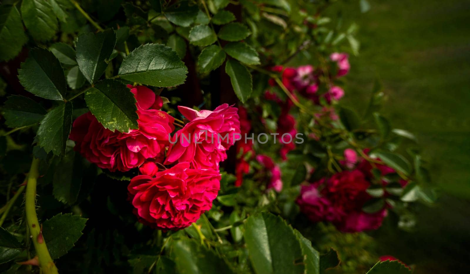 Close up of the informal repeat-flowering garden rose. Beautiful roses on dark background. Lush bush of pink roses with dark vignette. Romantic luxury background or wallpaper. beautiful floral postcard with trailing roses and mouse peas