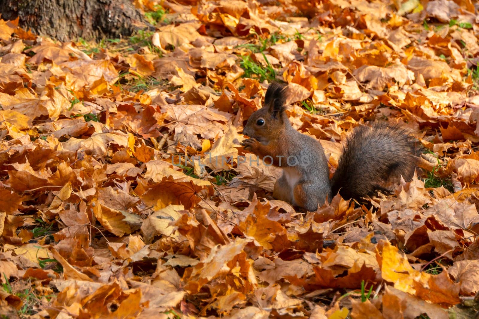 squirrel in autumn by kajasja