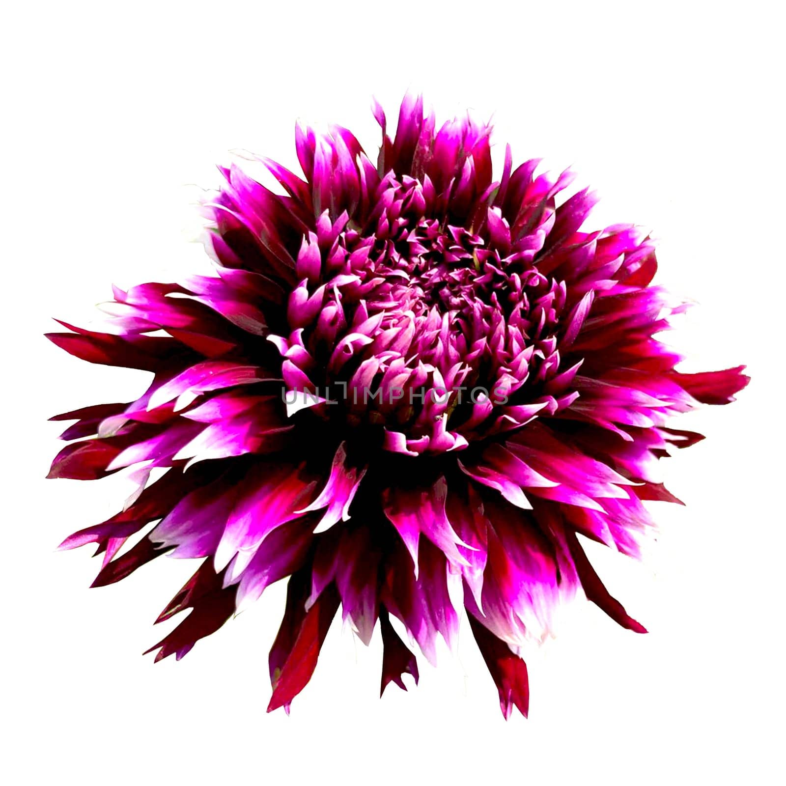 Star purple Dahlia flower isolated on white background. High quality photo