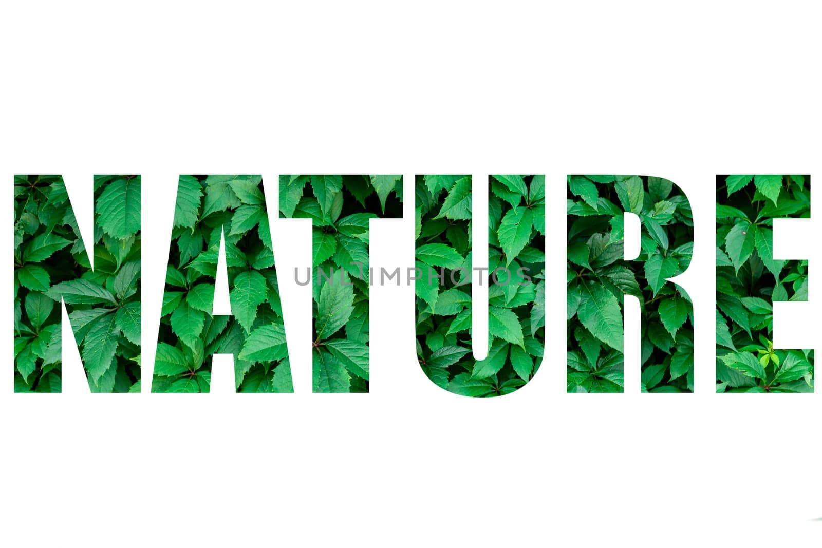 The word nature is made of green leaves on a transparent background. The green letter of the word nature on the background of leaves.