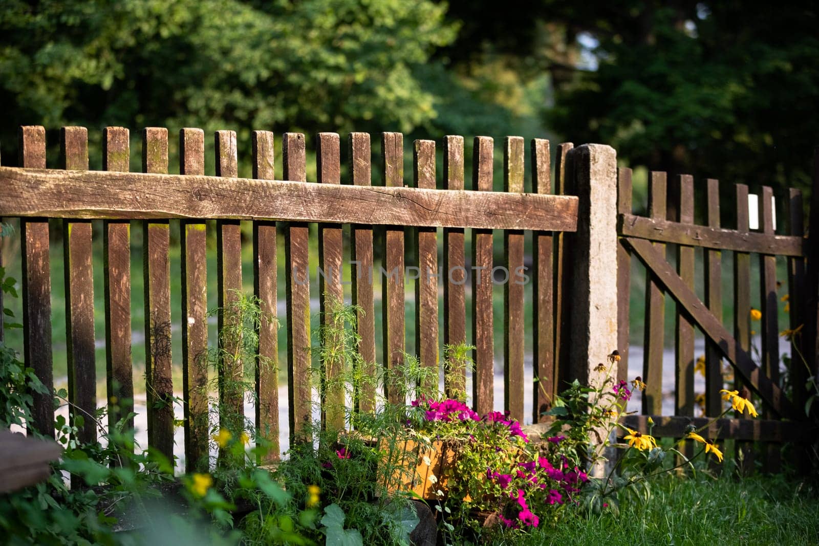 A rural old fence, bathed in the rays of the setting sun. Summer season in rural views.