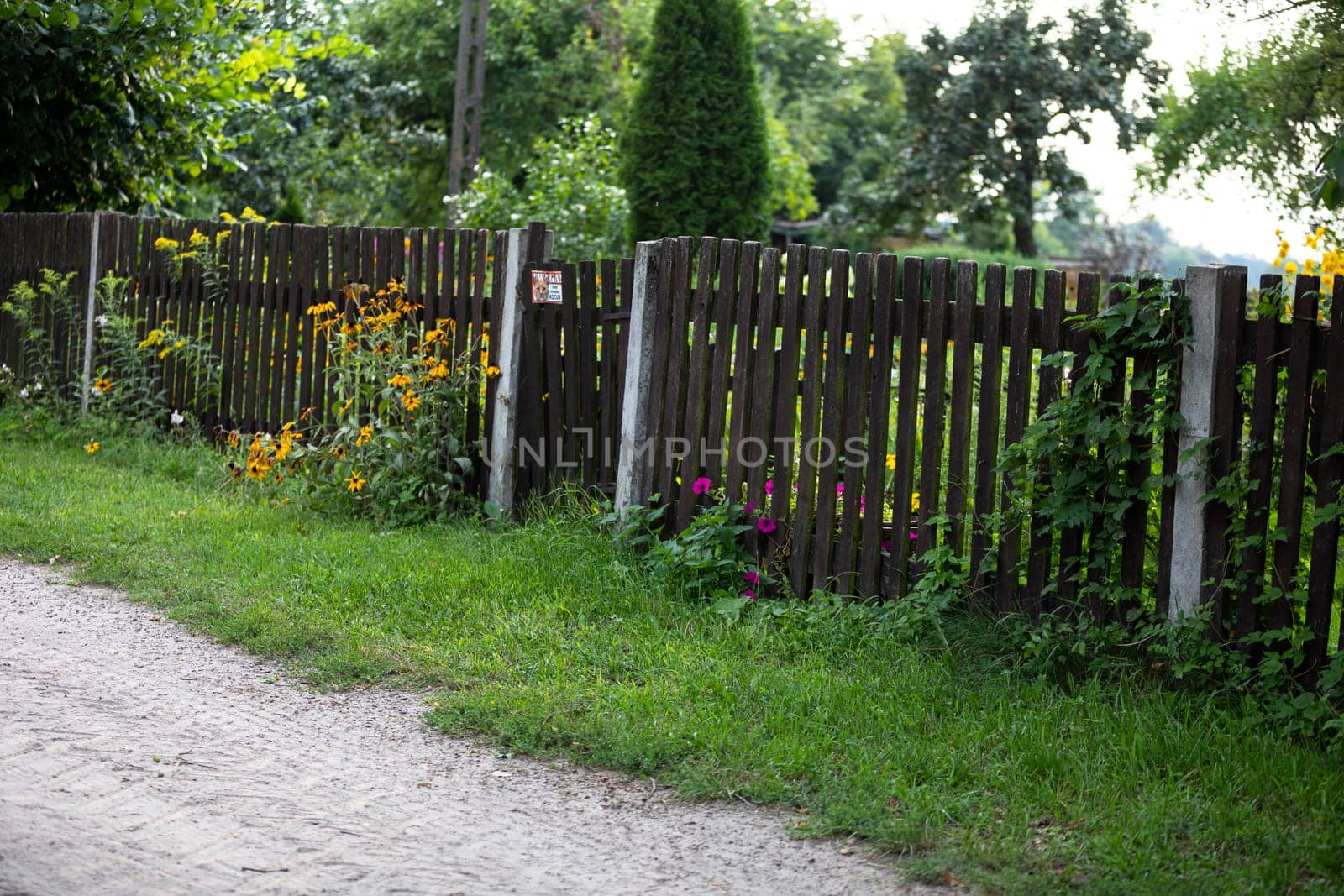 Along the village road there is an old drapery fence built of rails. Juicy green grass right next to the fence with a small number of flowers.