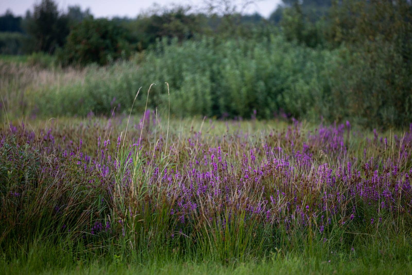 A meadow full of yarrow flowers in Polesie, Poland. A breathtaking view of green vegetation and flowers.