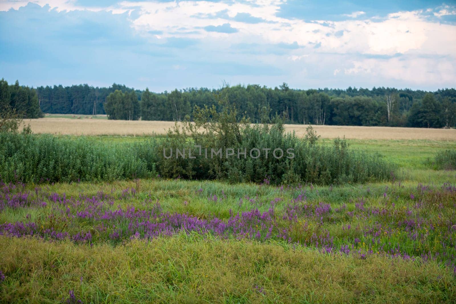 A beautiful landscape of flowering meadows and ripe grain with a tree-lined horizon and a slightly overcast sky.