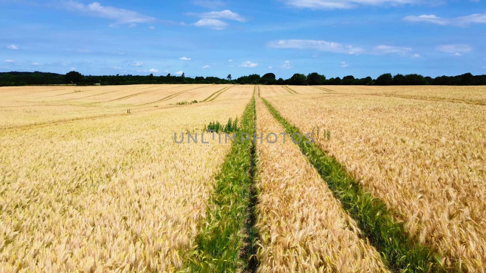 View over a wheat field in good weather found in northern germany. by MP_foto71