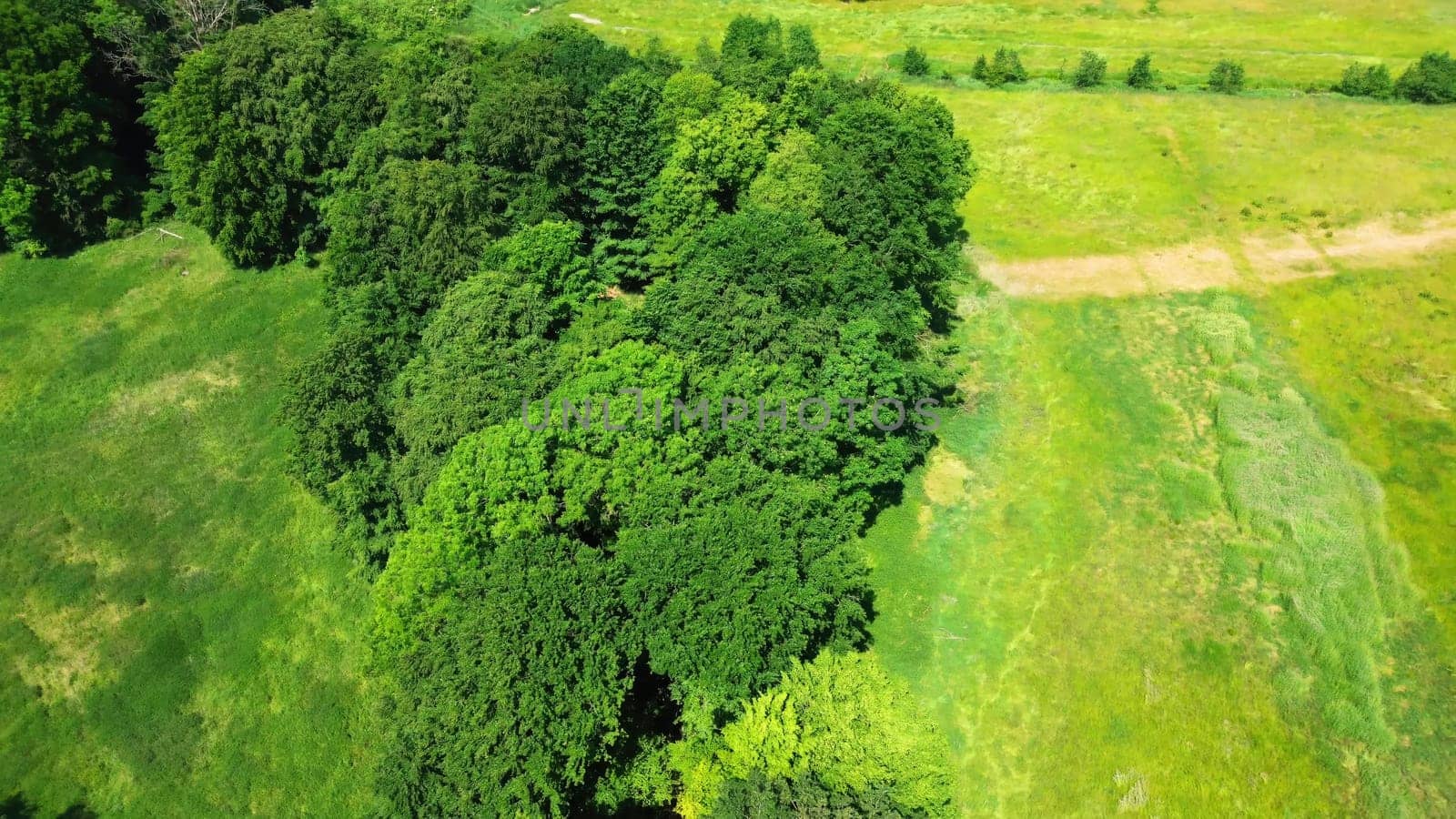 Drone view of a mixed forest with green trees in northern Germany. by MP_foto71