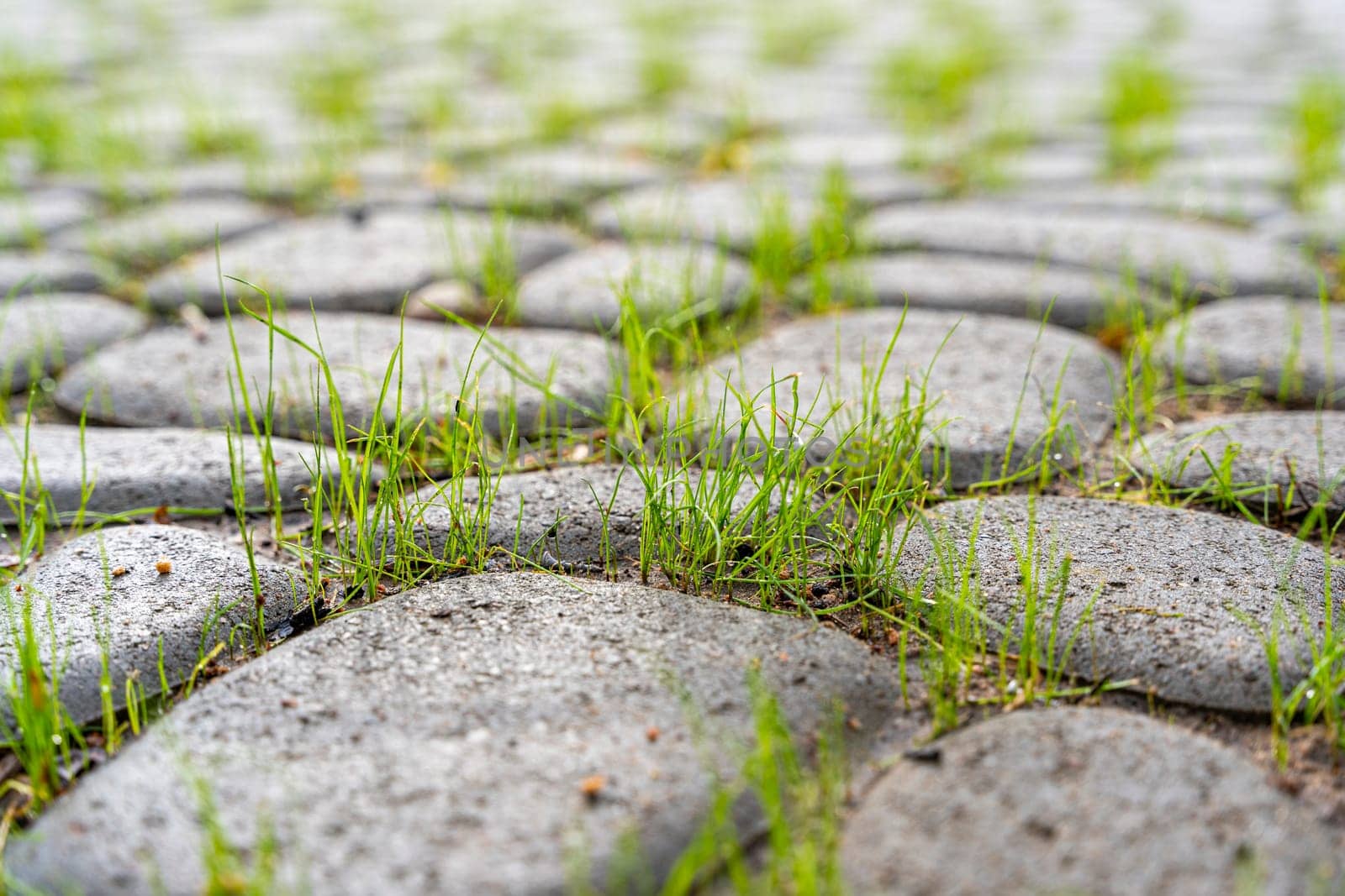 A stone path with sprouted green grass. Background of cobblestone pavement. The texture of stone pavement and green young shoots. A stone-paved road. cobblestone pavement close-up. Sidewalk design