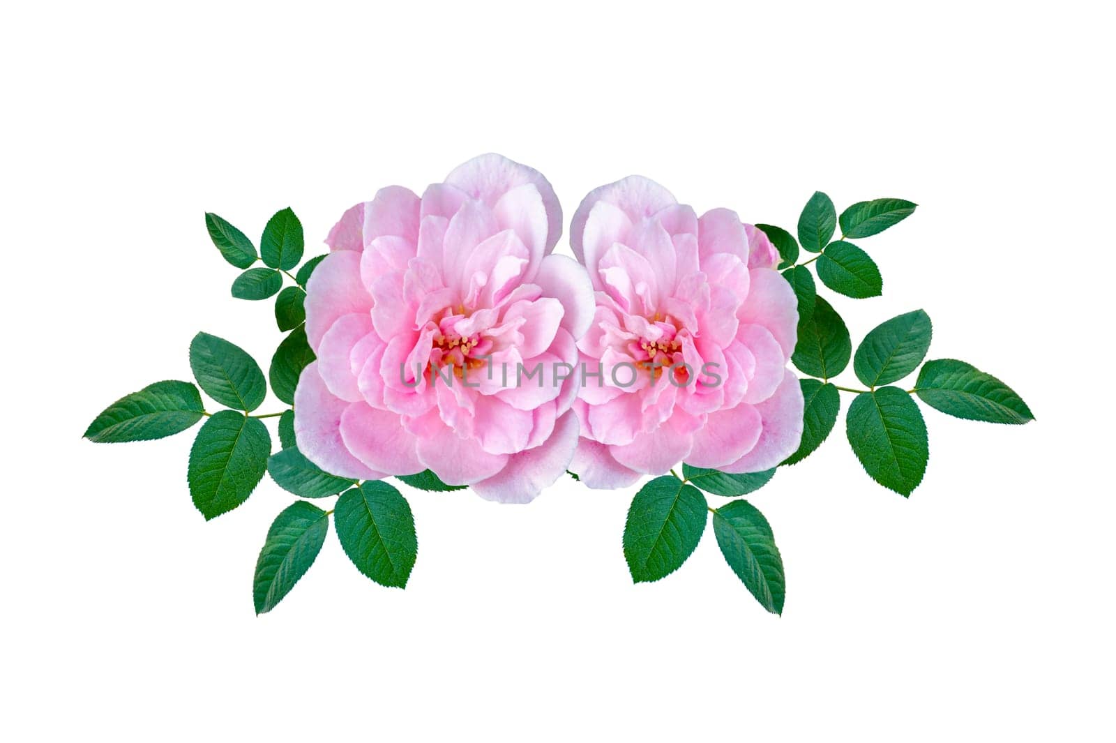 Bouquet of pink roses on white background. Isolate