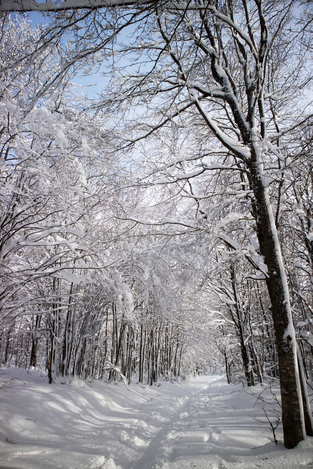 Photographic documentation of a path in a completely snow-covered forest 