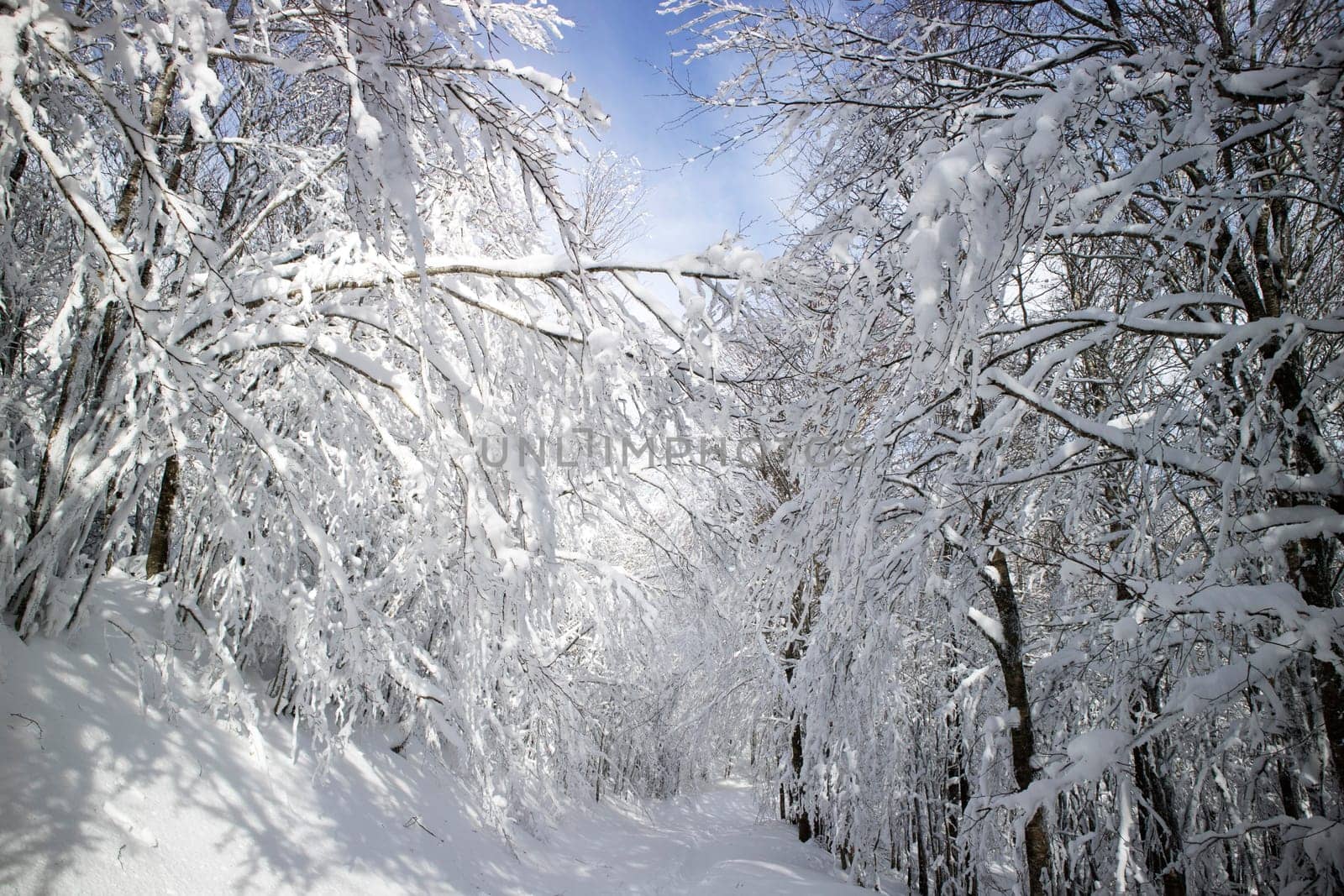 Completely snow-covered path in the woods  by fotografiche.eu