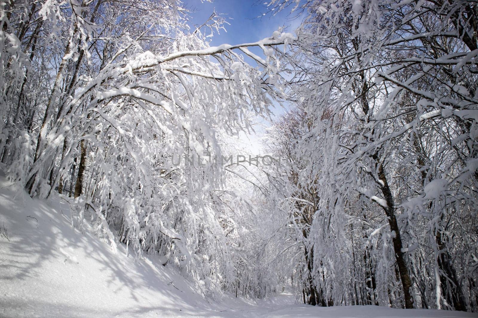 Completely snow-covered path in the woods  by fotografiche.eu