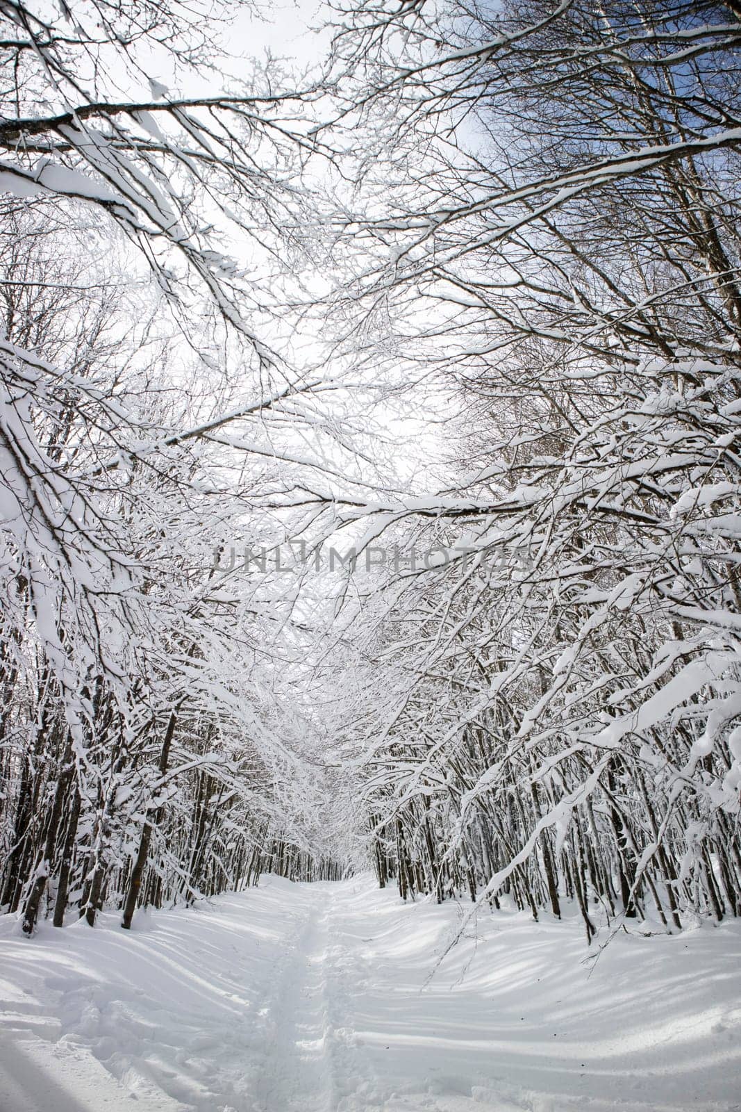 Photographic documentation of a path in a completely snow-covered forest 