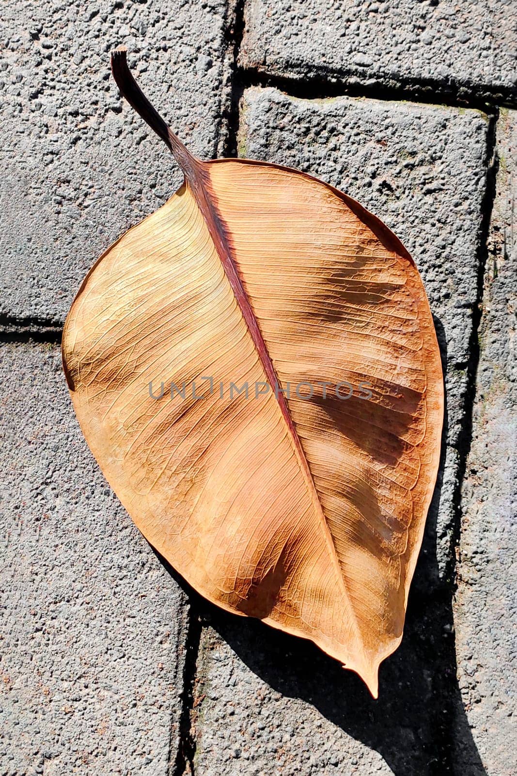 Exotic dry yellow leaf lies on cobblestone path, close-up, top view by Laguna781