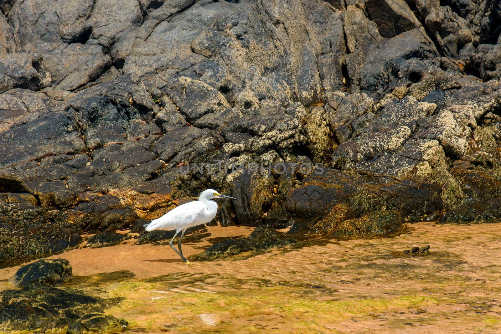 White egret walking in the water and among the rocks on a sunny day in Salvador, Bahia