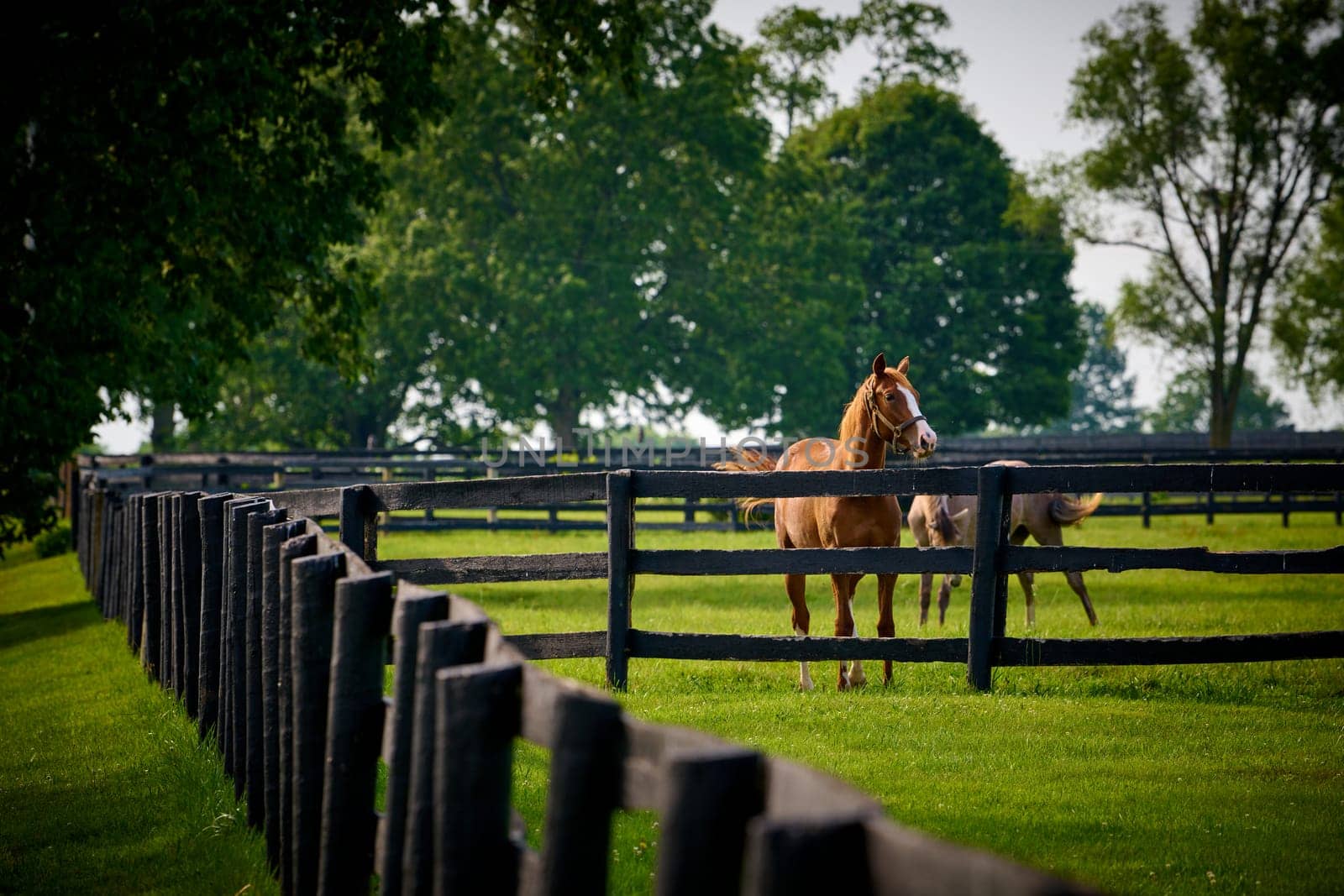 Horse looking over a fence at a horse farm in Central Kentucky. by patrickstock