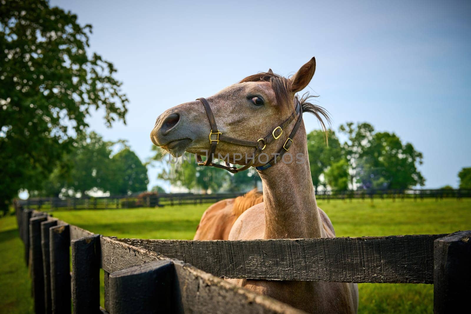 Horse looking at the camera at a horse farm in Central Kentucky. by patrickstock