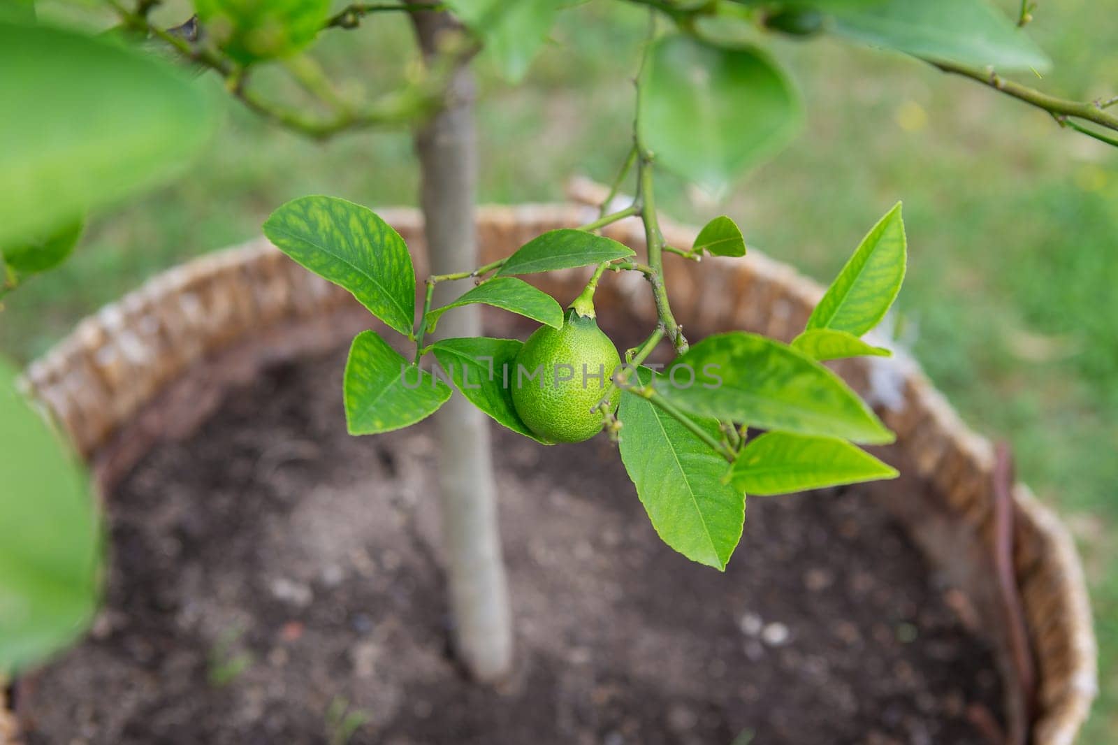 Green lime on the tree, excellent source of vitamin C. Agriculture