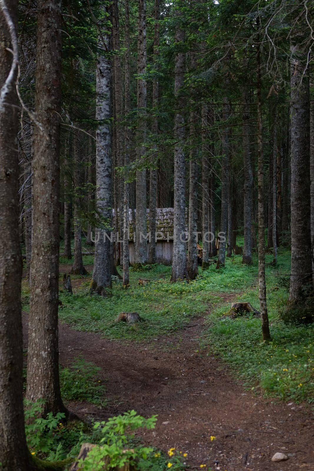 An old and very mysterious wooden house in a dense dark forest. Trekking, travel, vacation