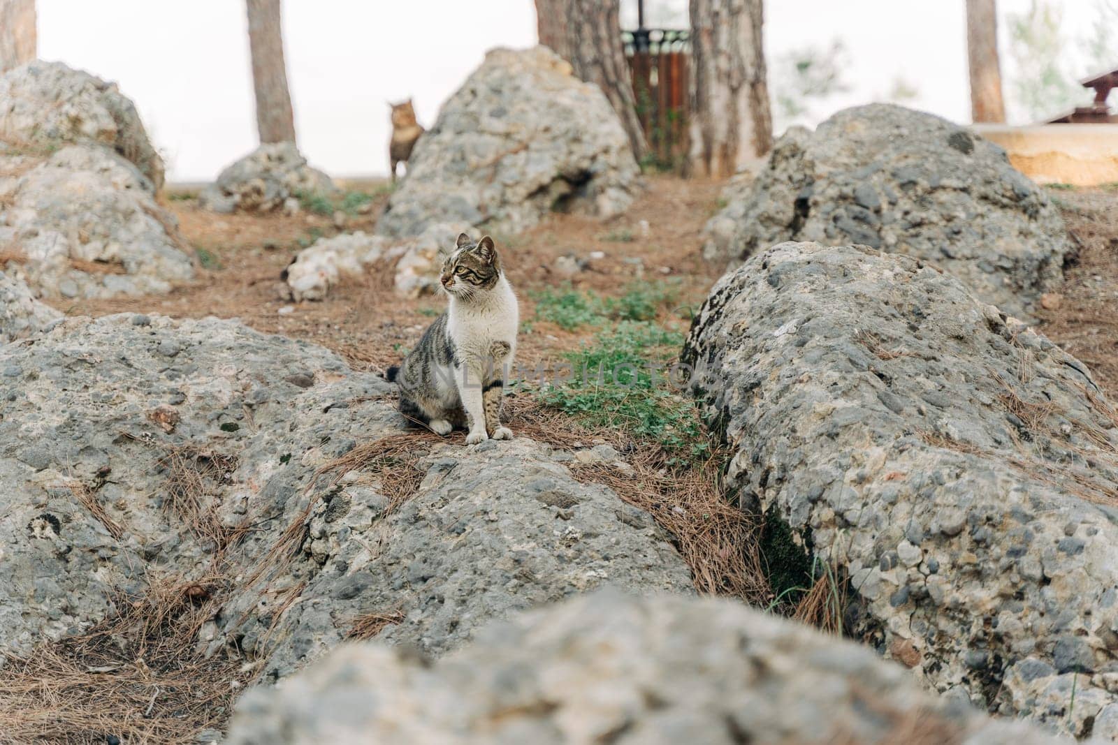 A portrait of a homeless abandoned striped stray cat surrounded by granite rocky boulders in the forest city park.