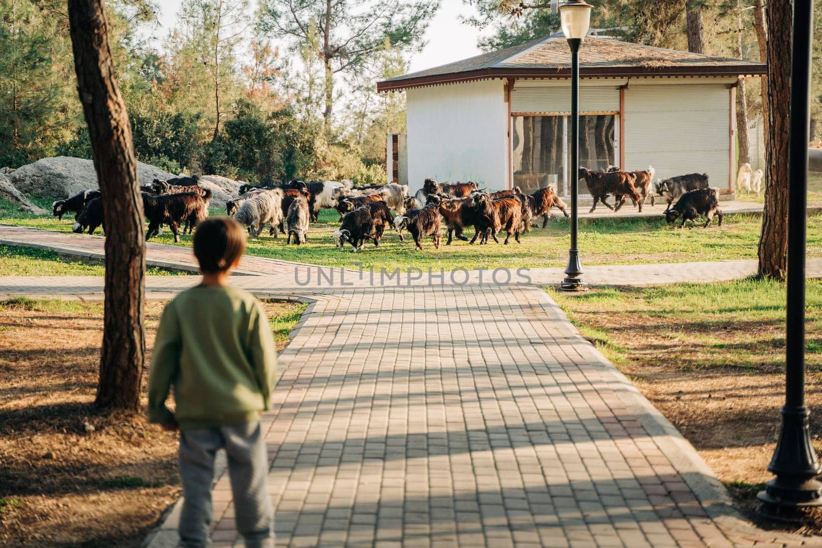 A back portrait of a little farmer boy child looking after a herd of sheep while the flock is grazing on a meadow grass in the forest park. Shepherd kid herding a group of goats on the farm lawn.