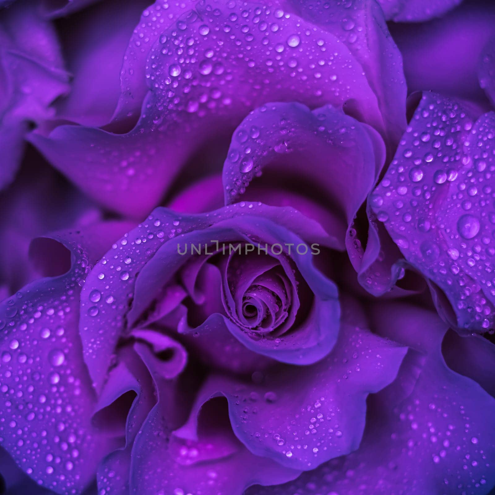 Background of purple roses. Macro flowers backdrop for holiday brand design