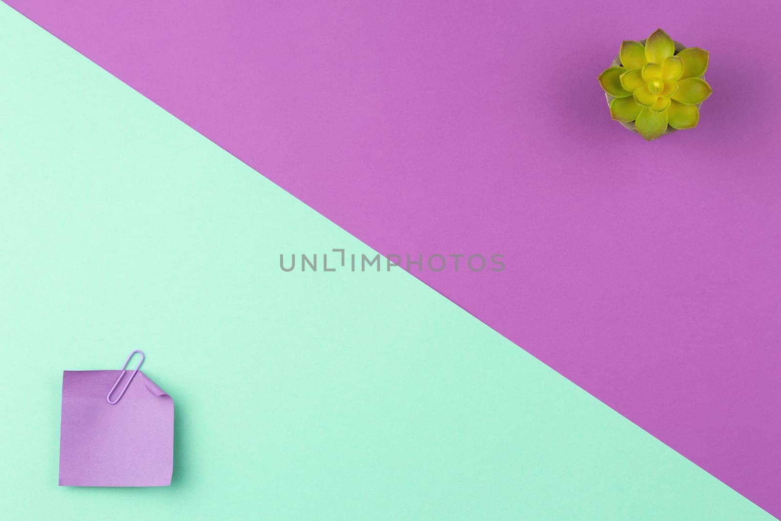 Two color background, note sheet, clip and plant in the pot with green leaves. Top view, flat lay.