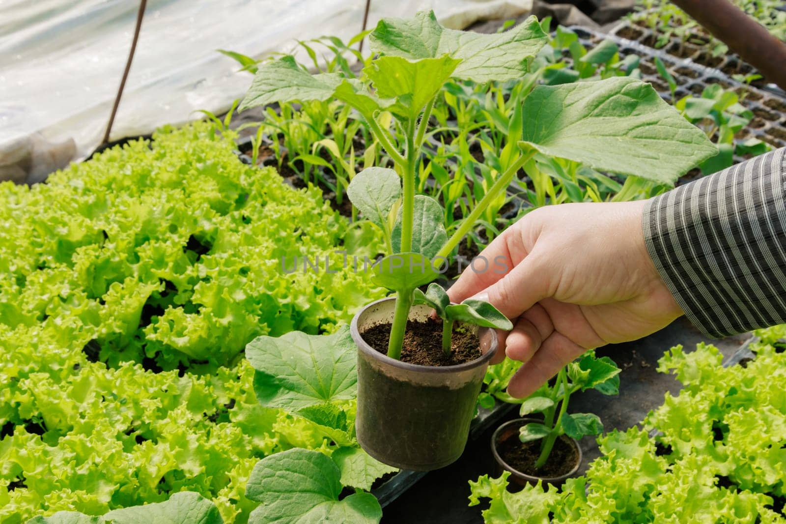 A gardener holds a cucumber seedling in a plastic pot against the background of another seedling. Growing healthy seedlings with well-developed roots in a greenhouse nursery.