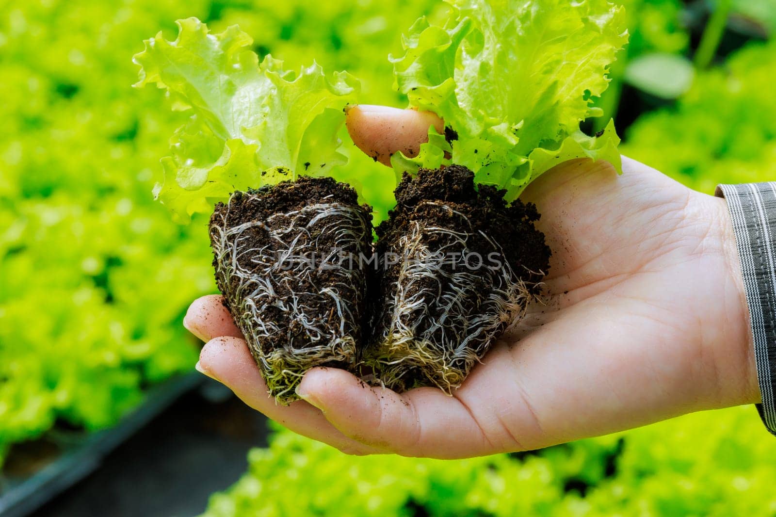 Root system serves as foundation for the lettuce plant's overall health and productivity.