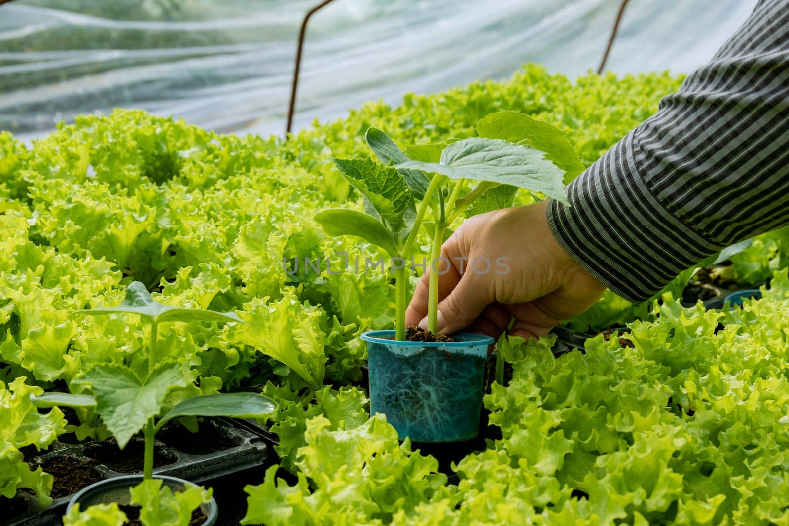 A farmer holds a cucumber seedling next to a lettuce seedling. Growing healthy seedlings with well-developed roots in a greenhouse nursery.