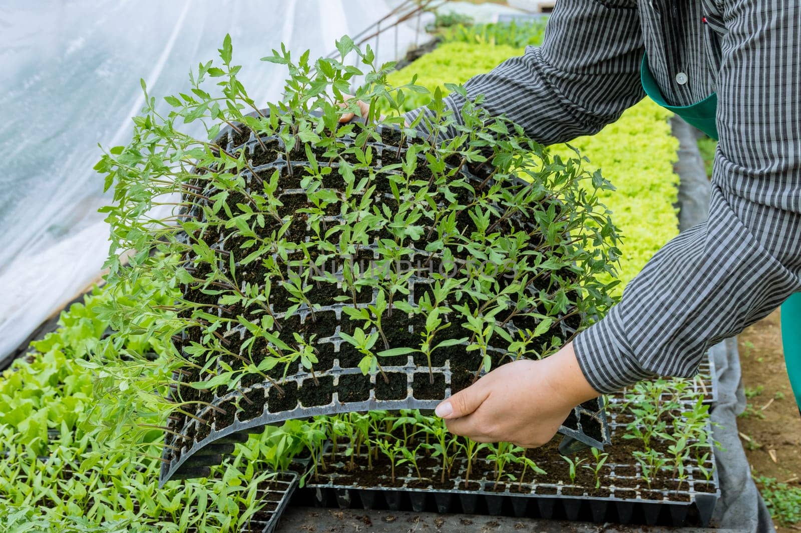 A farmer holds a cassette with juicy healthy tomato seedlings in a greenhouse. Care and cultivation of seedlings in a greenhouse nursery.