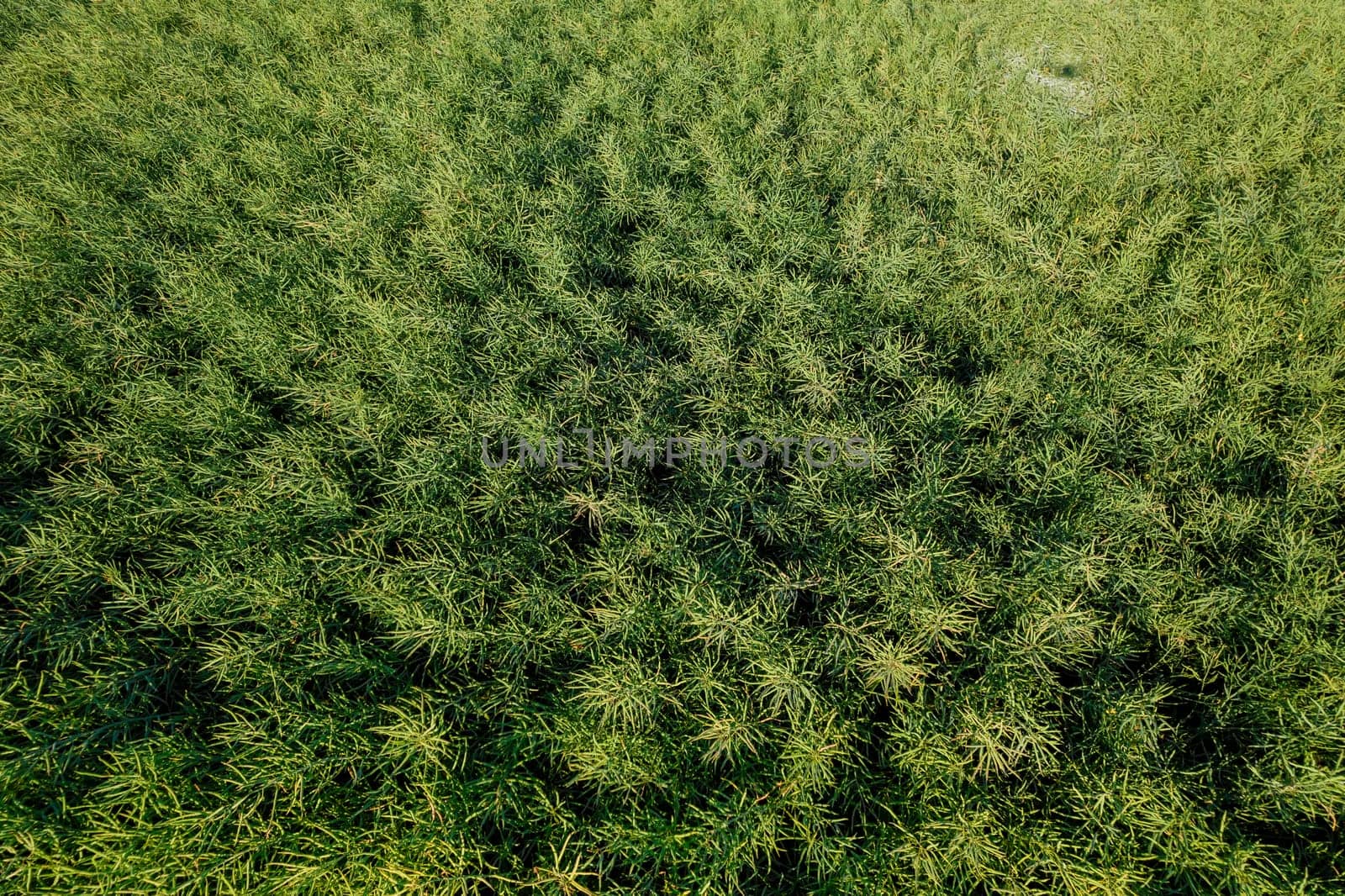 After the rapeseed flowers have withered, the field transforms into a dry landscape, ready for harvesting.