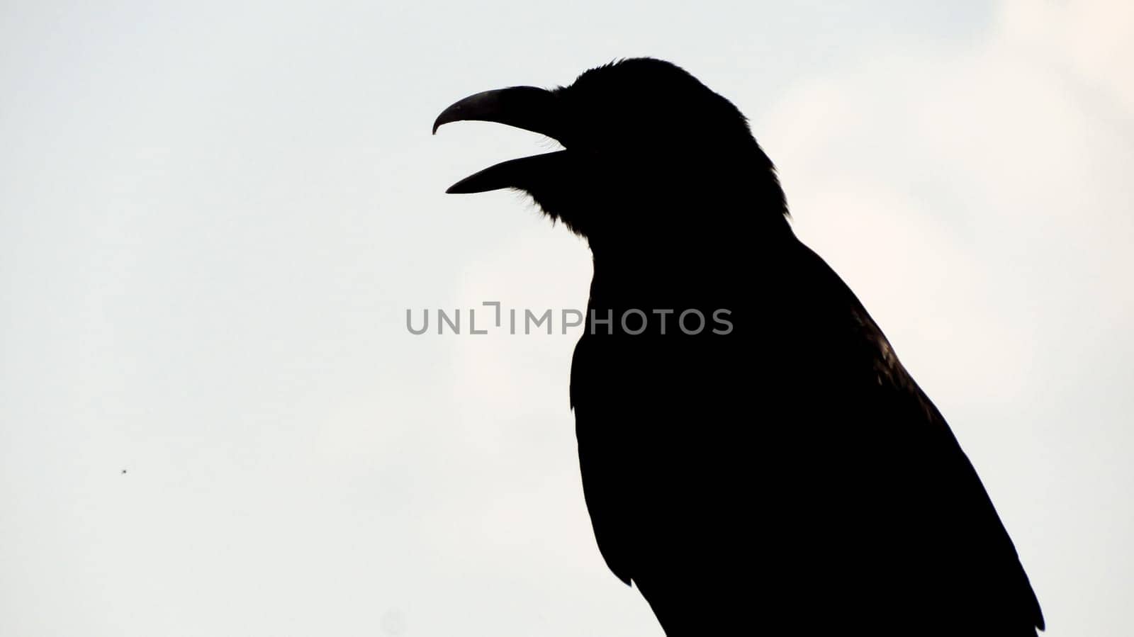 silhouette of a raven in nature close-up.