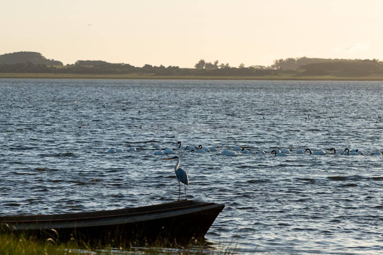 Laguna de Rocha, Uruguay : 2023 May 29 : Birds and Fishing boat in the Laguna de Rocha in La Paloma in the protected area in Uruguay.