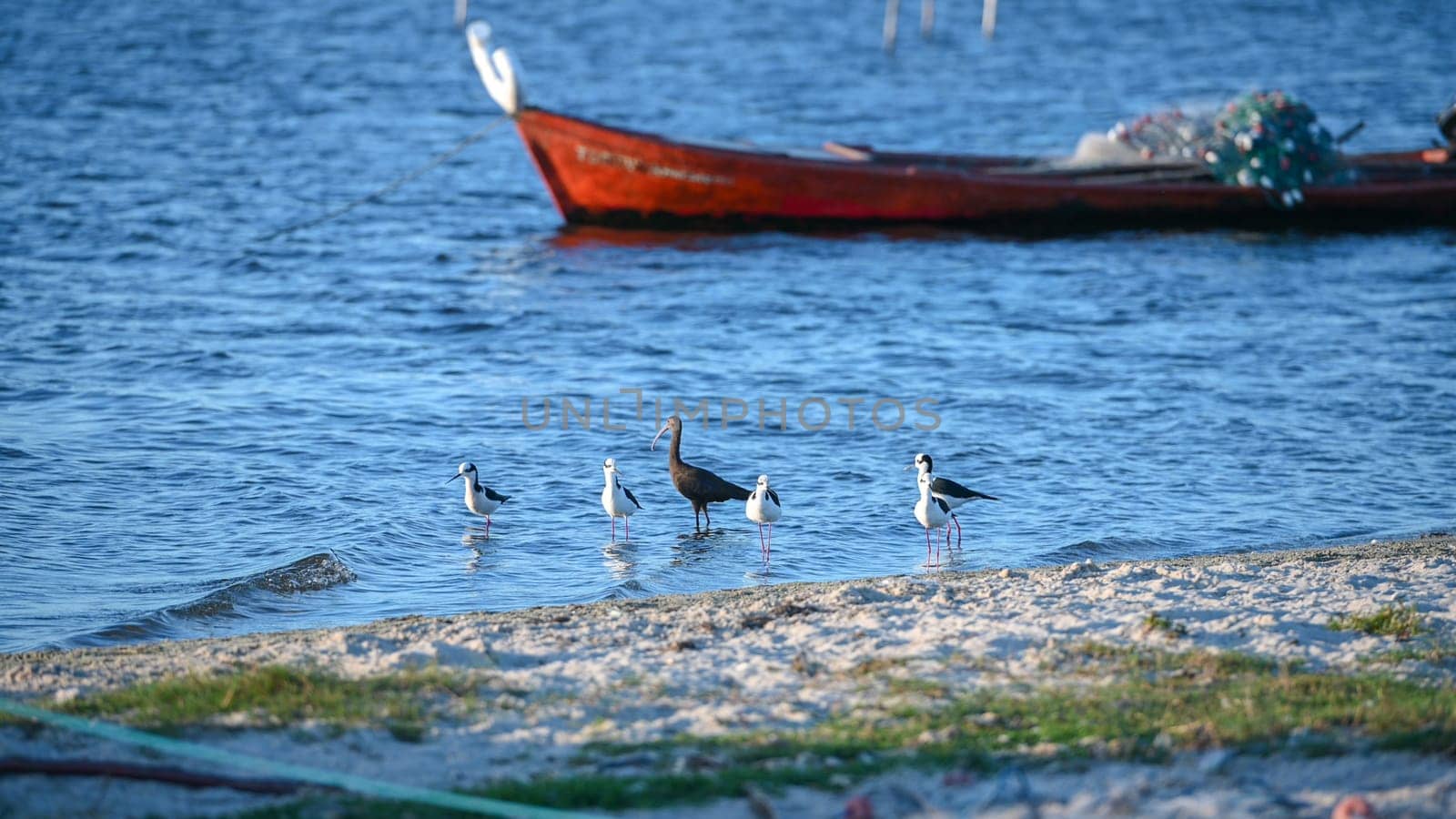 Laguna de Rocha, Uruguay : 2023 May 29 : Birds and Fishing boat in the Laguna de Rocha in La Paloma in the protected area in Uruguay.