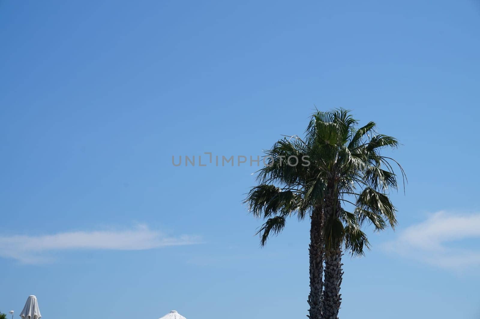 A green palm tree against a clear blue sky with a copy of the space on the left, BOTTOM VIEW by claire_lucia