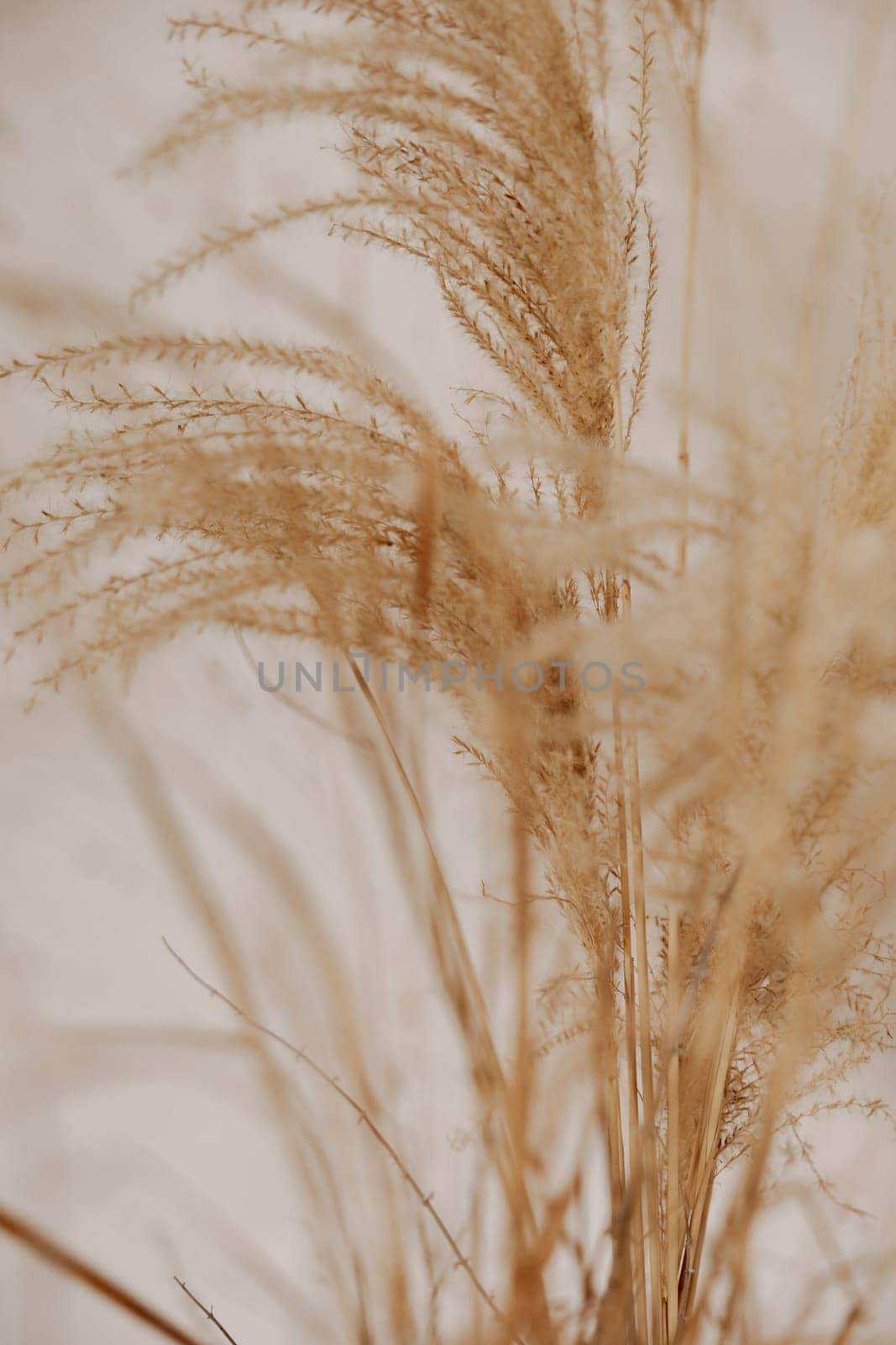 Natural background with pampas grass. Dried soft plants, Cortaderia selloana. Dry grass, boho style. Vertical backdrop, pastel colors. by creativebird