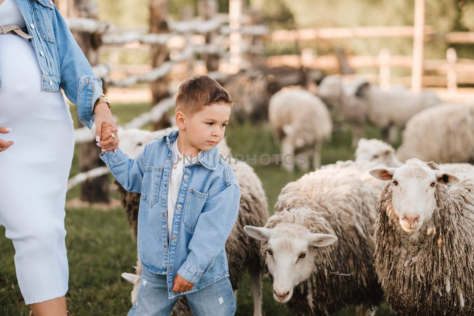 a little boy on a farm with sheep and holding his mother's hand.