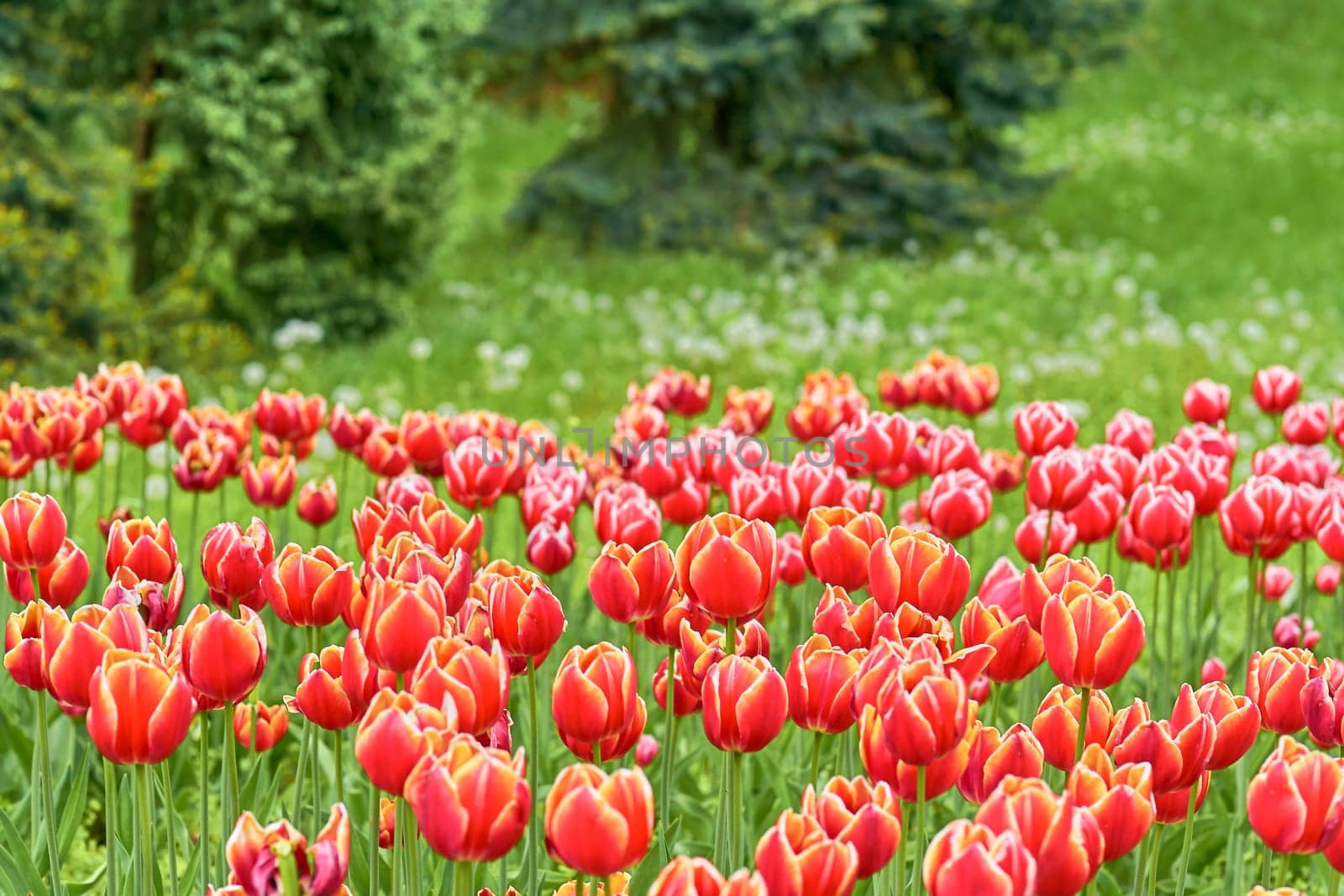 Cute carpet picture of red tulips in the park, plantation by jovani68