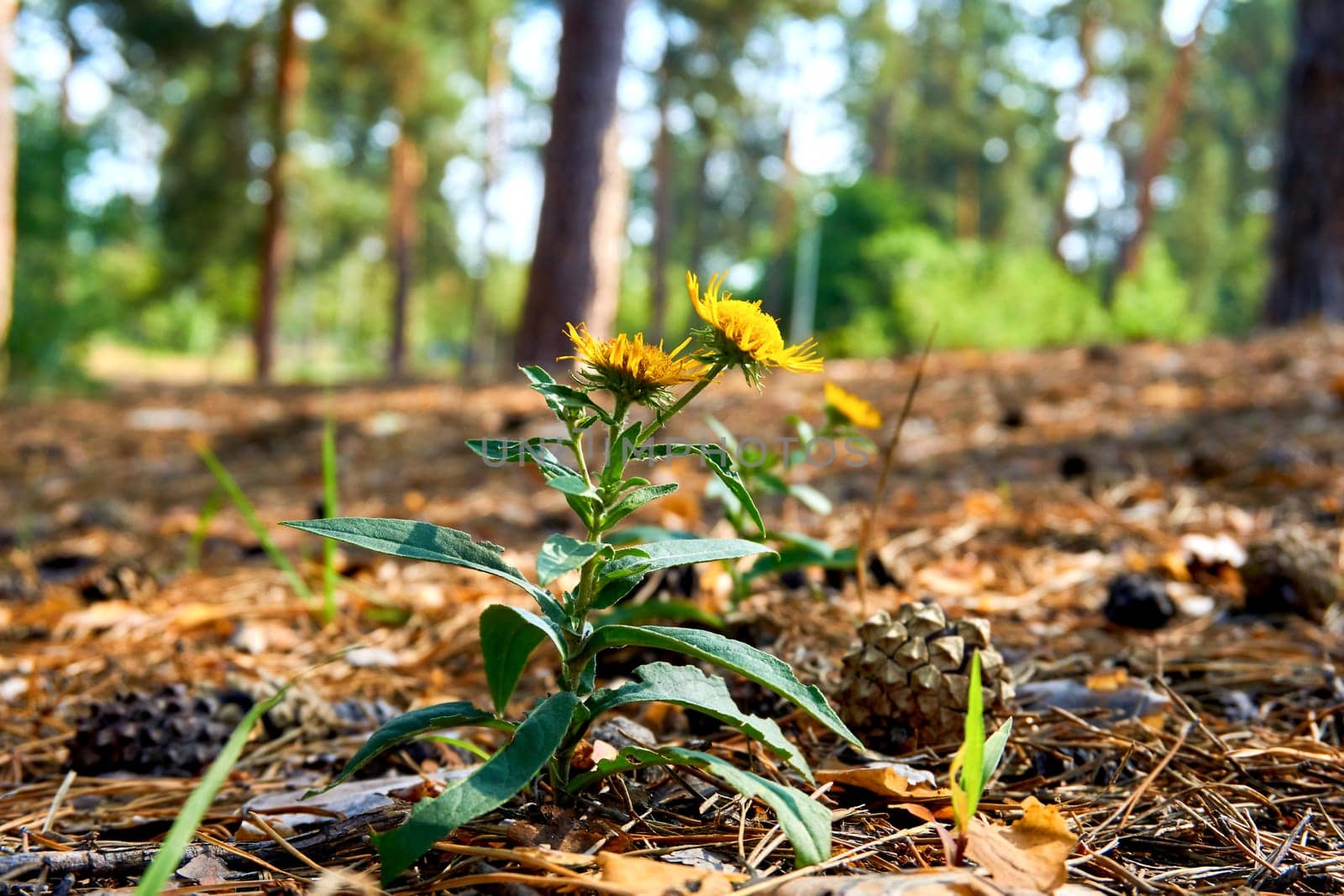 a plant that has yellow daisy like flowers with long slender petals and bitter aromatic roots that are used in herbal medicine