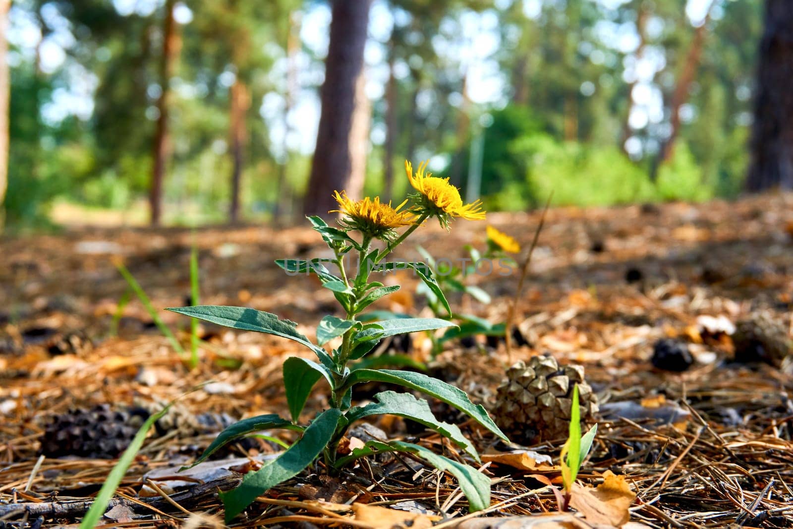 Yellow wild medicinal useful herbal flower Elecampane in a forest sunny meadow by jovani68