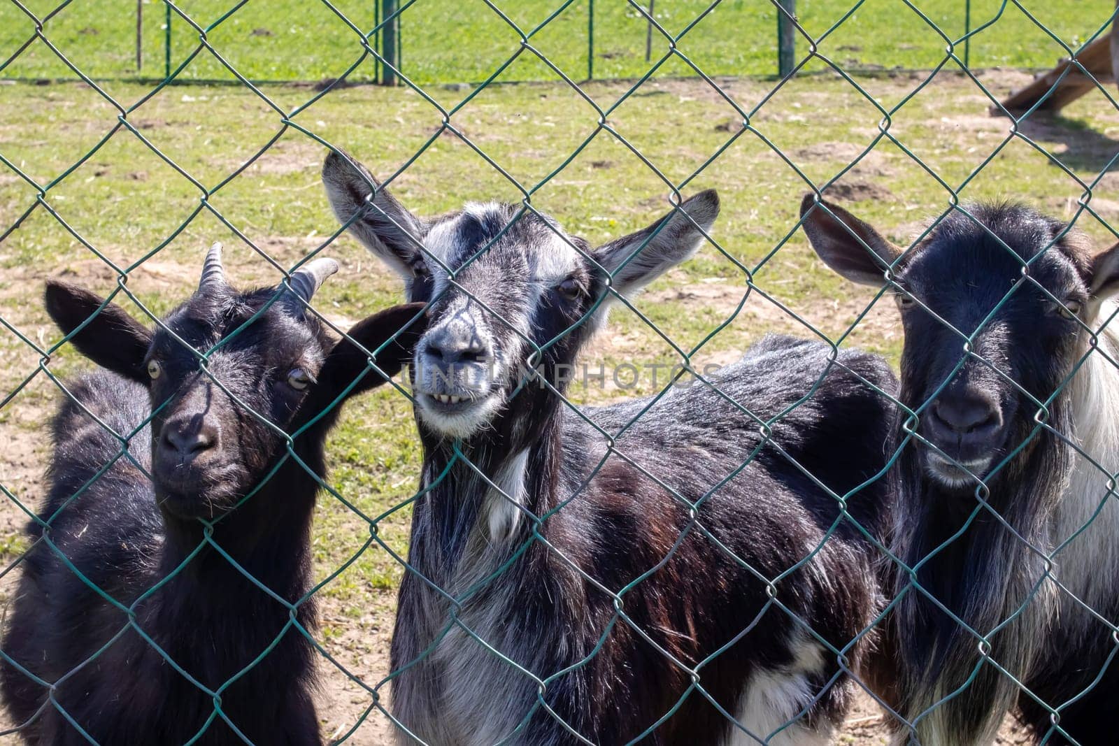 Three black goats behind fence on farm by Vera1703