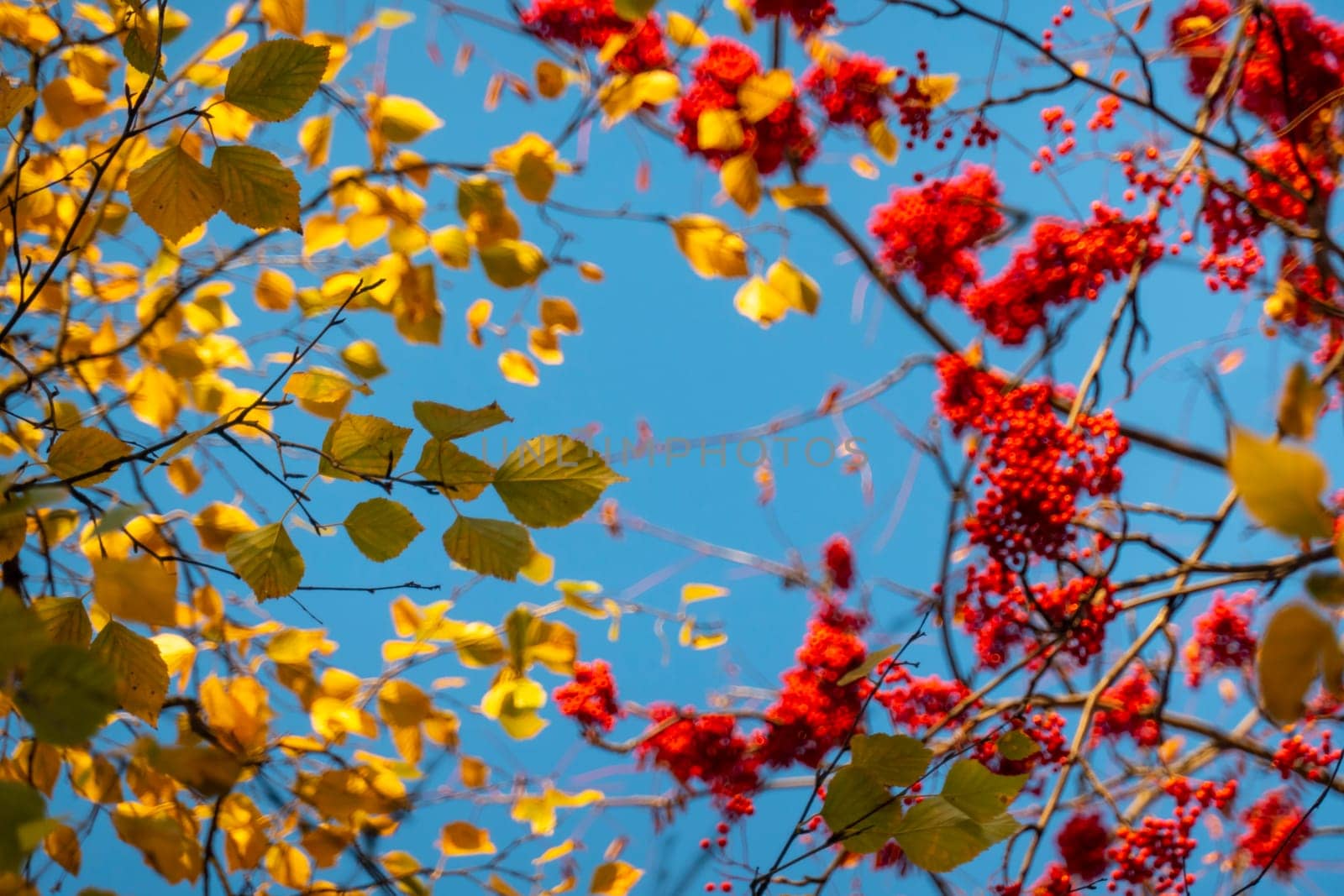Tree branches with fall yellow foliage against blue sky, autumn background by kajasja