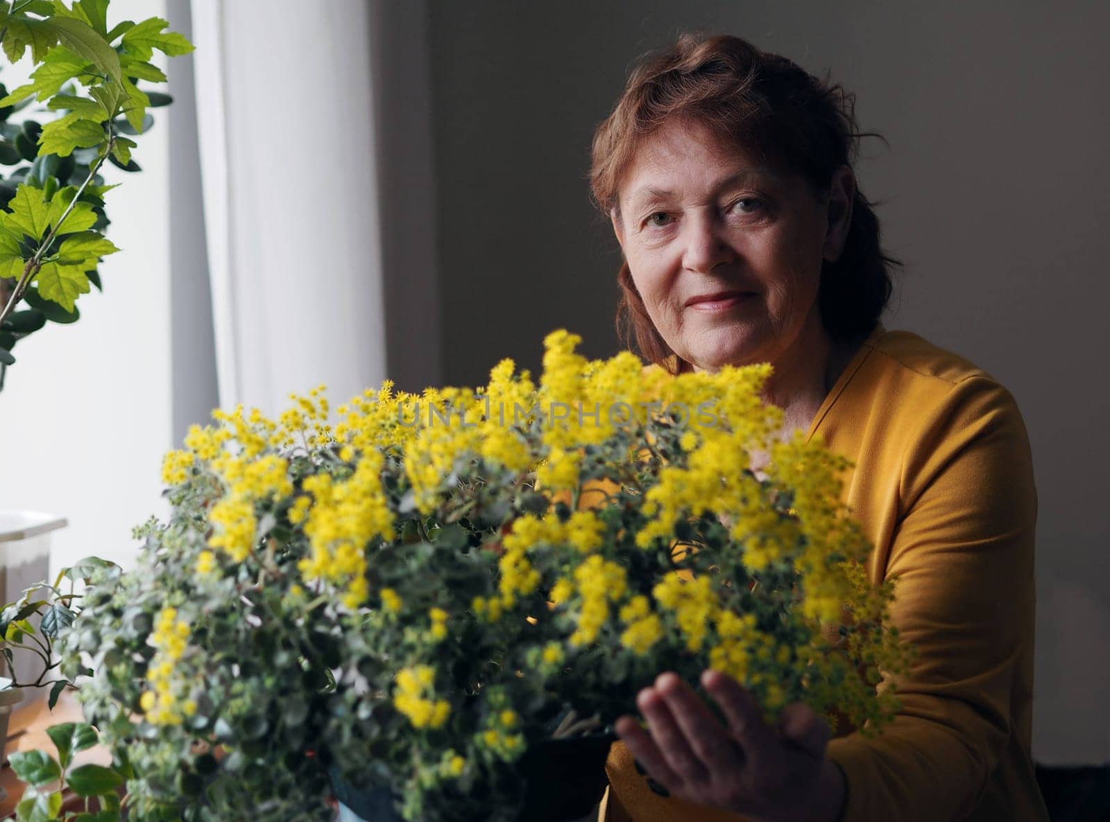 Portrait of an elderly woman in a yellow dress with a blooming houseplant Aichrizon with yellow flowers. by TatianaPink