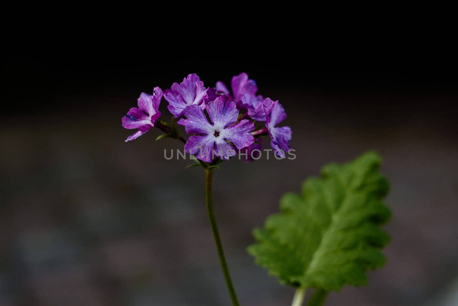 Close-up photo of field lilac flower with green leaf. Landscaping flower beds. Botany.
