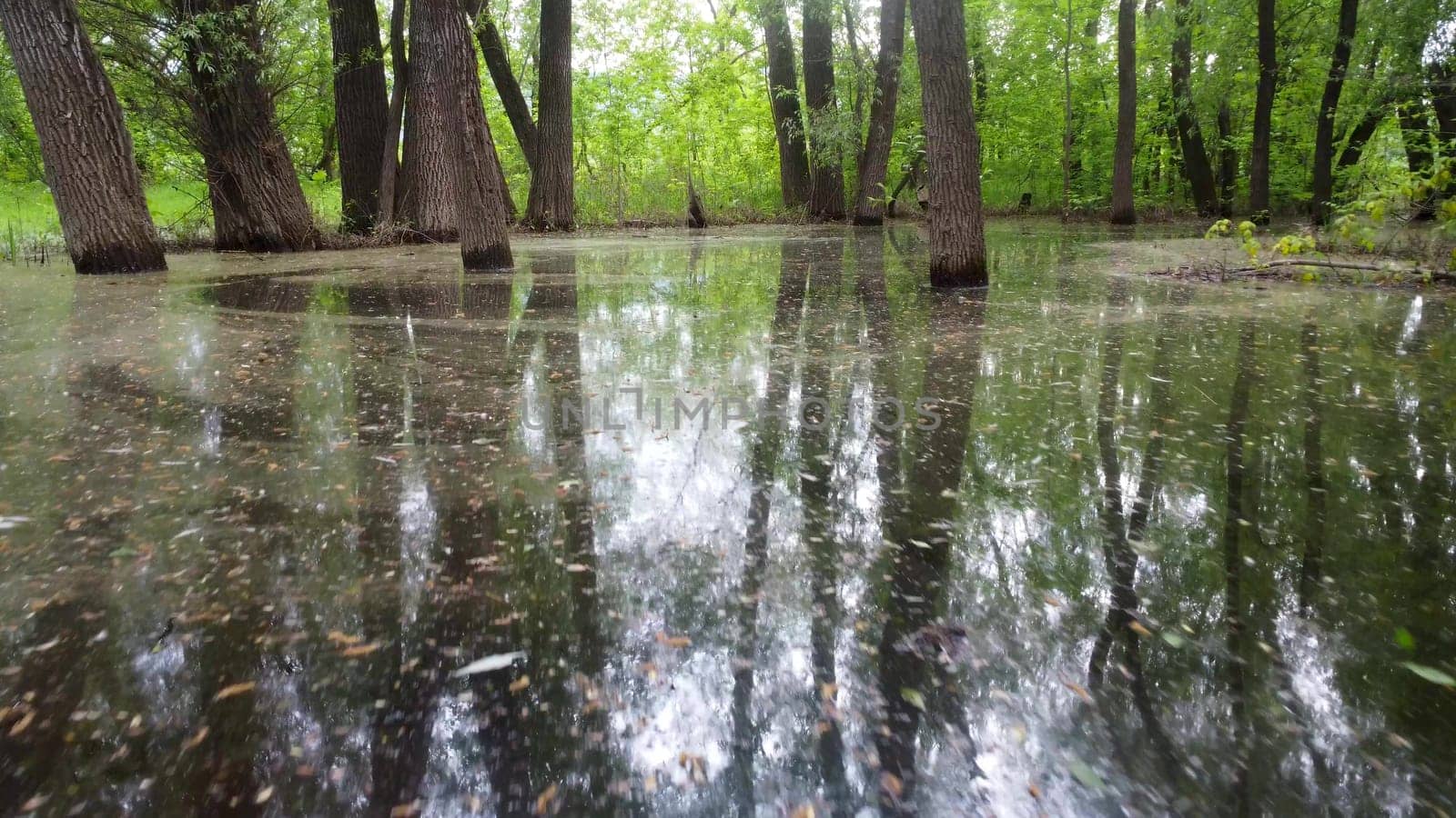 View of the warmed forest. Leads in nature. Dirty water. 4k