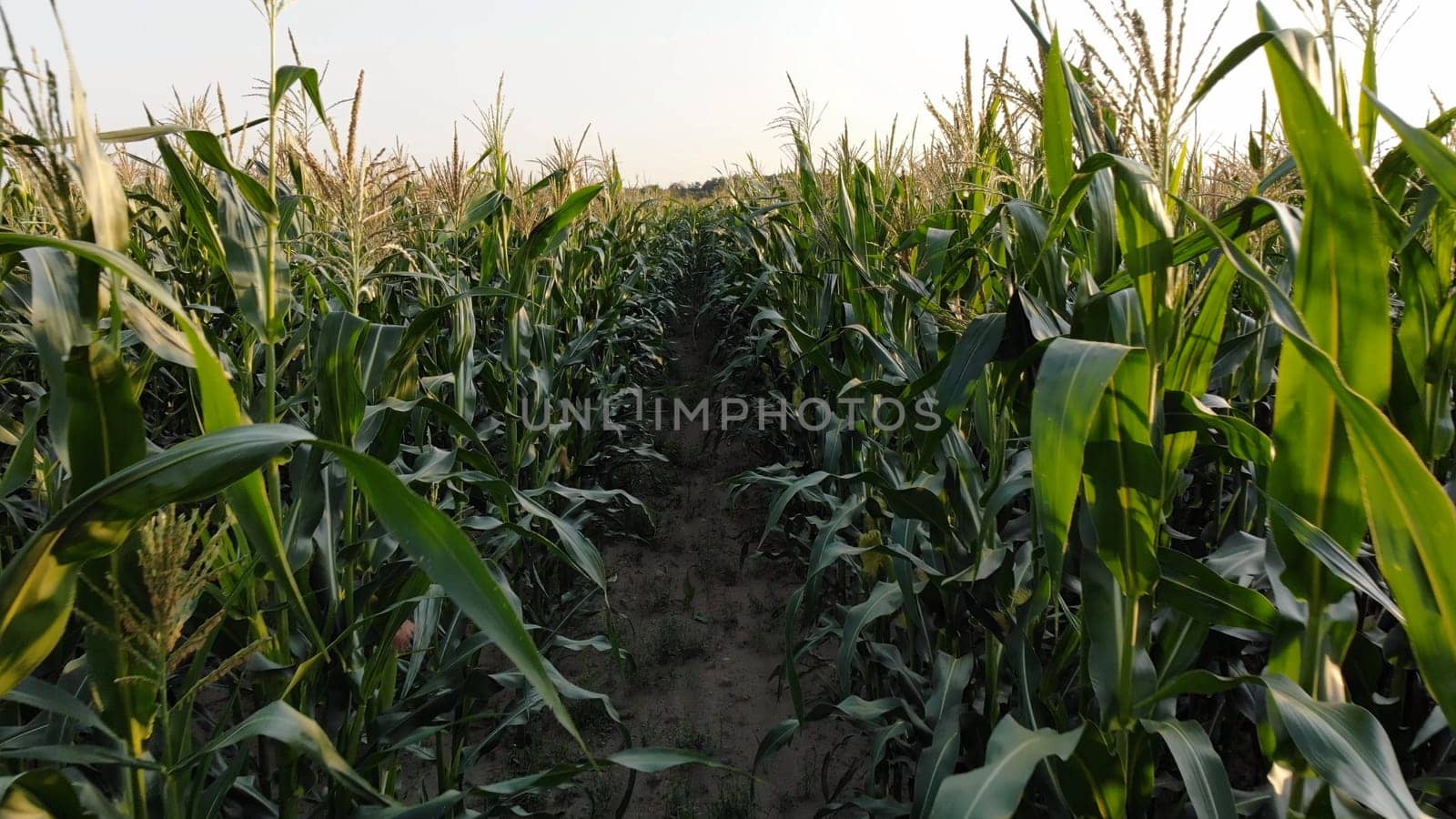 Corn young field. Seedlings planted in a row