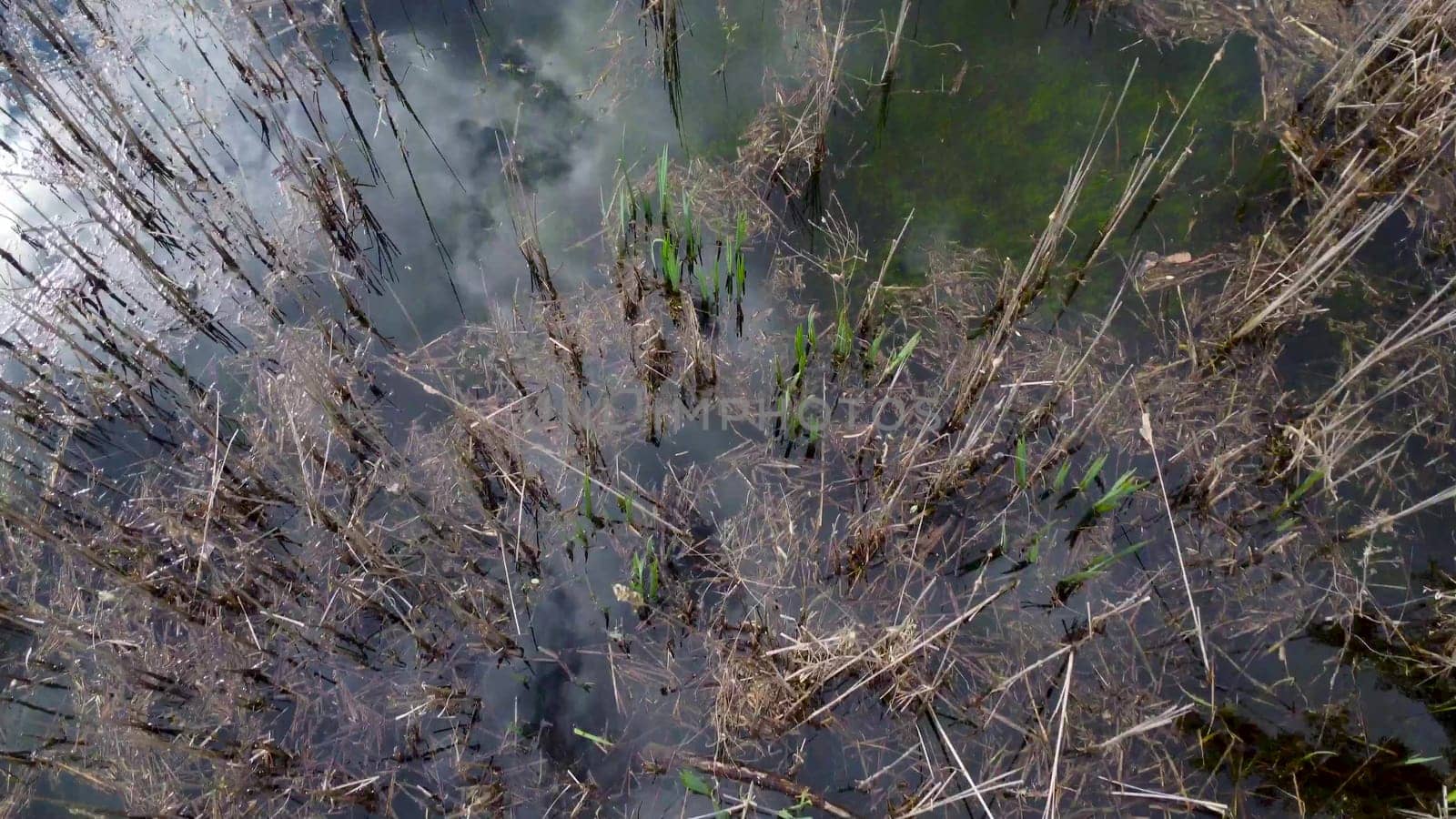 Dry stems from the reeds in the pond. Flight on a drone over the lake and vegetation. 4k